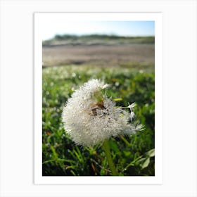 Dandelion 3 Art Print