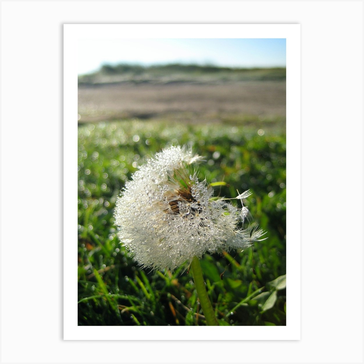 Dandelion 3 Art Print by Theo's Picture Factory