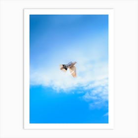 Dove Flying In The Sky Art Print