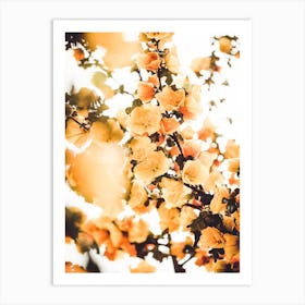 Golden Flower Blossoms Art Print