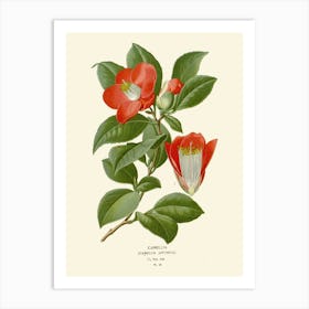 Camellia 1 Art Print