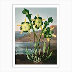 Flowering Plant Art Print