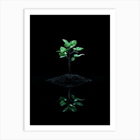 Reflection Of A Tree Art Print