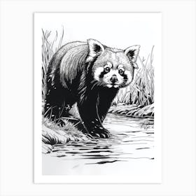 Red Panda Standing On A Riverbank Ink Illustration 3 Art Print