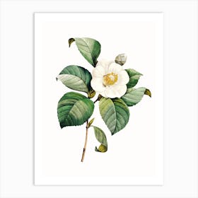 Camellia Art Print