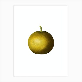 Vintage Adam's Apple Botanical Illustration on Pure White n.0356 Art Print