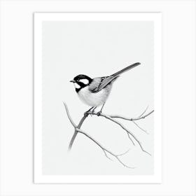 Carolina Chickadee B&W Pencil Drawing 3 Bird Art Print