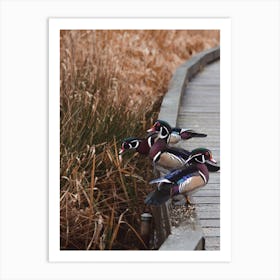 Wood Duck In Swamp Art Print