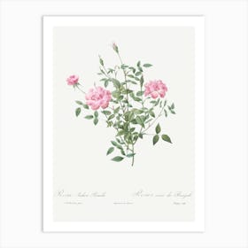 Double Miniature Rose, Pierre Joseph Redoute Art Print
