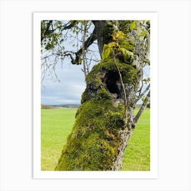 Moss On A Tree Art Print