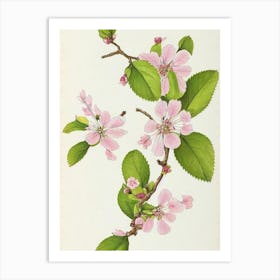 Cherry Blossom Vintage Botanical 2 Flower Art Print