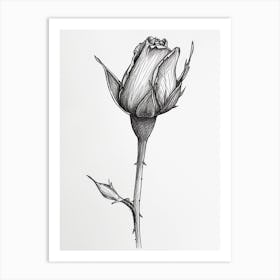 English Rose Blooming Line Drawing 1 Art Print
