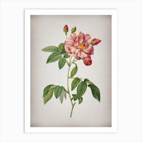 Vintage French Rosebush with Variegated Flowers Botanical on Parchment n.0365 Art Print