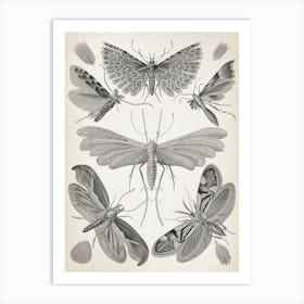Vintage Haeckel 20 Tafel 58 Motten Art Print