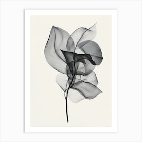 Black And White Leaf Art Print