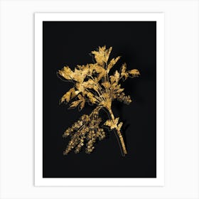 Vintage Shrub Yellowroot Botanical in Gold on Black n.0436 Art Print