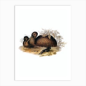 Vintage Southern Brown Kiwi Bird Illustration on Pure White Art Print