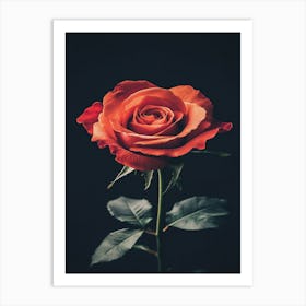 Rose On Black Background 9 Art Print