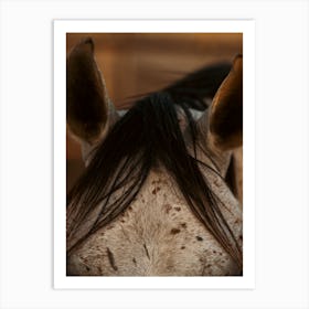 In between the ears of a Horse - Al Wathba Abu Dhabi UAE photo print - moody animal photography art Art Print