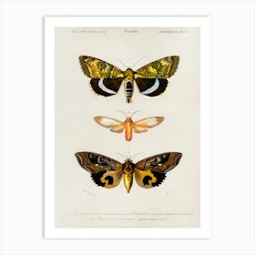 Different Type Of Butterfly, Charles Dessalines D'Orbigny Art Print