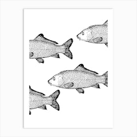 Carp Vector Illustration Isolated On White Poster