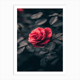 Red Rose 8 Art Print