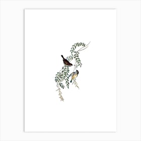 Vintage Tasmanian Brown Thornbill Bird Illustration on Pure White n.0042 Art Print