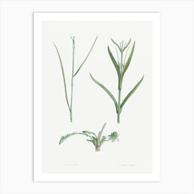 Plant Stem, Pierre Joseph Redoute Art Print