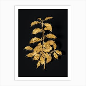 Vintage Alder Buckthorn Botanical in Gold on Black n.0178 Art Print