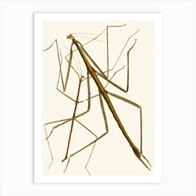 Vintage Mantis Art Print