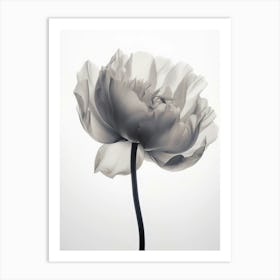 Floral Art 0007 X Ray Flowers 0006 Sephia X Ray Flowers 0027 Bp6586 Minimalist Soft Bright X Ray Scandinavian Minimali Art Print