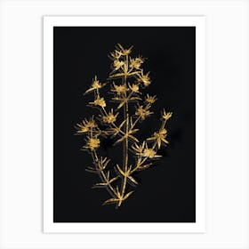 Vintage Heath Mirbelia Branch Botanical in Gold on Black n.0456 Art Print