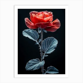 Red Rose Art Print