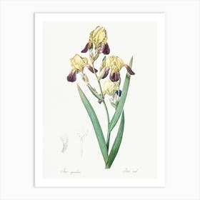 Elder Scented Iris Illustration, Pierre Joseph Redoute Art Print