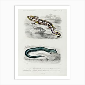 Mudpuppy (Menabranchus Lateralis) And Greater Siren (Siren Lacertina), Charles Dessalines D' Orbigny Art Print