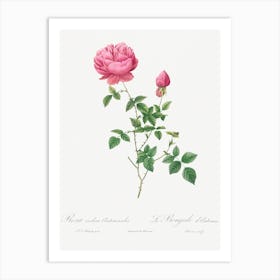 Vintage Autumn China Rose Art Print