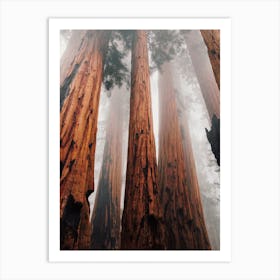Redwood Forest Trees Art Print