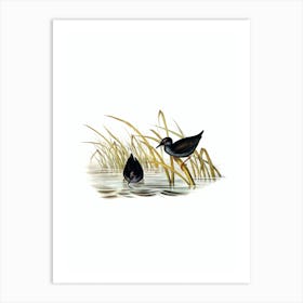 Vintage Spotless Gallinule Bird Illustration on Pure White Art Print