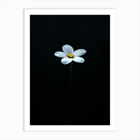 Single White Flower Art Print