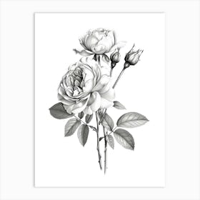 Roses Sketch 11 Art Print