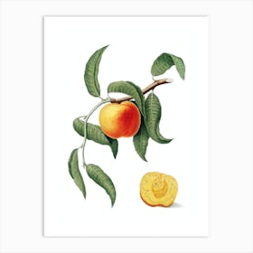Vintage Peach Botanical Illustration on Pure White n.0850 Art Print