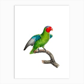 Vintage Red Cheeked Parrot Bird Illustration on Pure White n.0026 Art Print