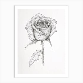 English Rose Dew Line Drawing 1 Art Print