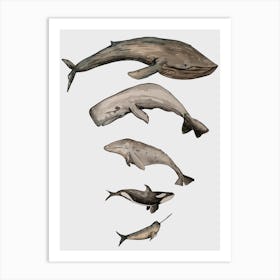 Whales Size Order Sealife Illustration 1 Art Print