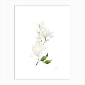 Magnolia 2 Art Print