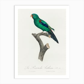 The Swift Parrot From Natural History Of Parrots, Francois Levaillant Art Print
