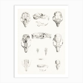 Rodent Skulls, Theo Van Hoytema Art Print