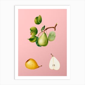 Vintage Pear Botanical on Soft Pink n.0903 Art Print