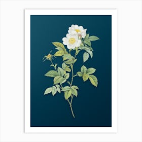 Vintage White Anjou Roses Botanical Art on Teal Blue n.0073 Art Print