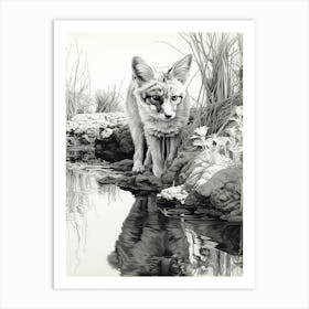 Bengal Fox Reflection Pencil Drawing 2 Art Print